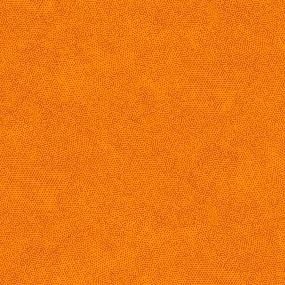 Dimples - Carrot O1